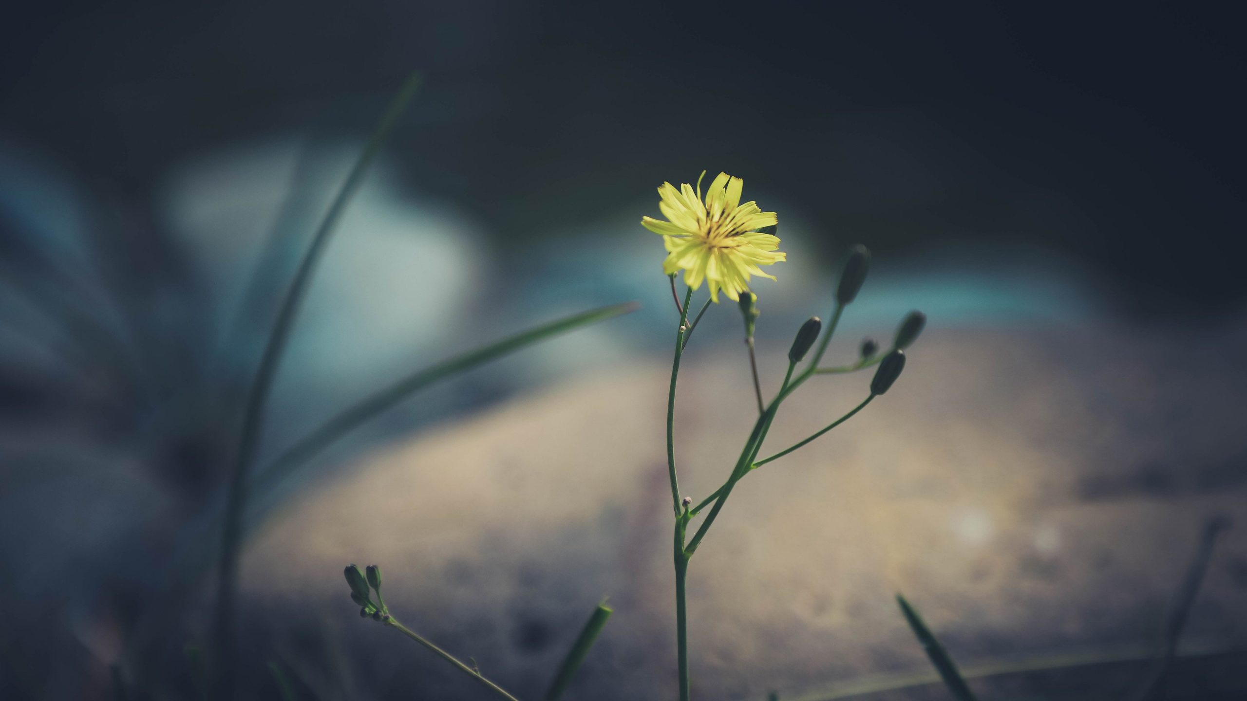 dnSpy改dll简单使用视频教程-雪糕资源网 - 全网首家一键全自动搭建游戏脚本